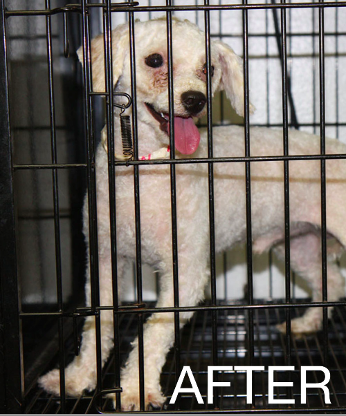 Are Puppy Mills Always Bad For Their Dogs